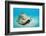 Conch Active on the Sandy Ocean Floor (Strombus Gigas), Bahamas, Atlantic Ocean.\R\N-Reinhard Dirscherl-Framed Photographic Print