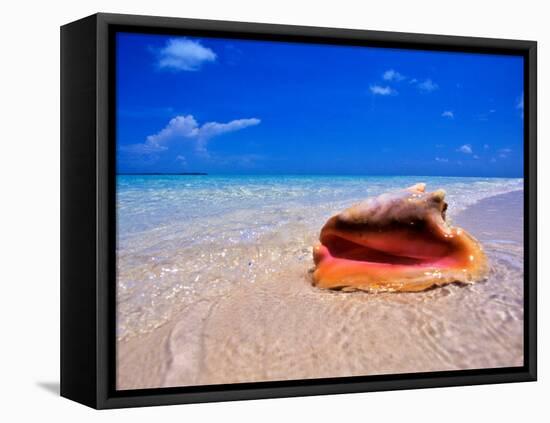 Conch at Water's Edge, Pristine Beach on Out Island, Bahamas-Greg Johnston-Framed Premier Image Canvas