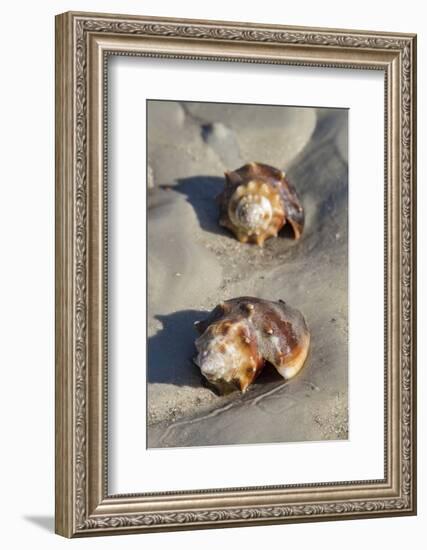 Conch Fighting shells, Honeymoon Island State Park, Dunedin, Florida, USA-Jim Engelbrecht-Framed Photographic Print