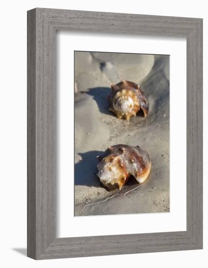 Conch Fighting shells, Honeymoon Island State Park, Dunedin, Florida, USA-Jim Engelbrecht-Framed Photographic Print