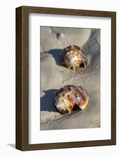 Conch Fighting shells, Honeymoon Island State Park, Dunedin, Florida, USA-Jim Engelbrecht-Framed Photographic Print