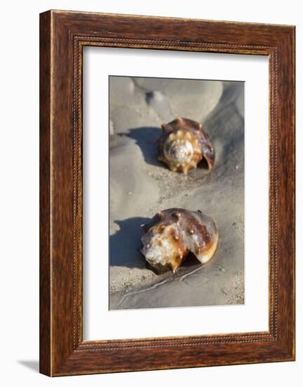 Conch Fighting shells, Honeymoon Island State Park, Dunedin, Florida, USA-Jim Engelbrecht-Framed Photographic Print