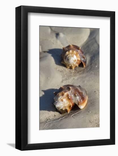 Conch Fighting shells, Honeymoon Island State Park, Dunedin, Florida, USA-Jim Engelbrecht-Framed Photographic Print