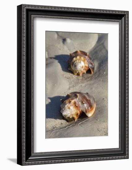 Conch Fighting shells, Honeymoon Island State Park, Dunedin, Florida, USA-Jim Engelbrecht-Framed Photographic Print