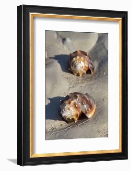 Conch Fighting shells, Honeymoon Island State Park, Dunedin, Florida, USA-Jim Engelbrecht-Framed Photographic Print