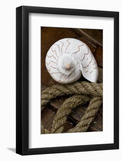 Conch on Wood-Uwe Merkel-Framed Photographic Print