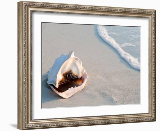 Conch Shell At Sunset, St. Martin, Caribbean-Michael DeFreitas-Framed Photographic Print