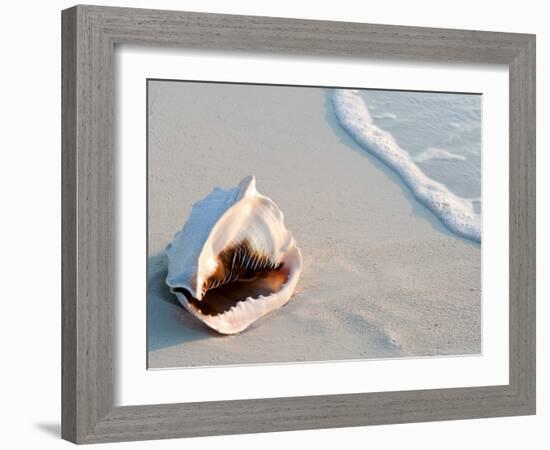 Conch Shell At Sunset, St. Martin, Caribbean-Michael DeFreitas-Framed Photographic Print