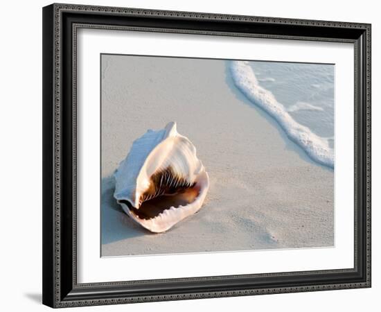 Conch Shell At Sunset, St. Martin, Caribbean-Michael DeFreitas-Framed Photographic Print