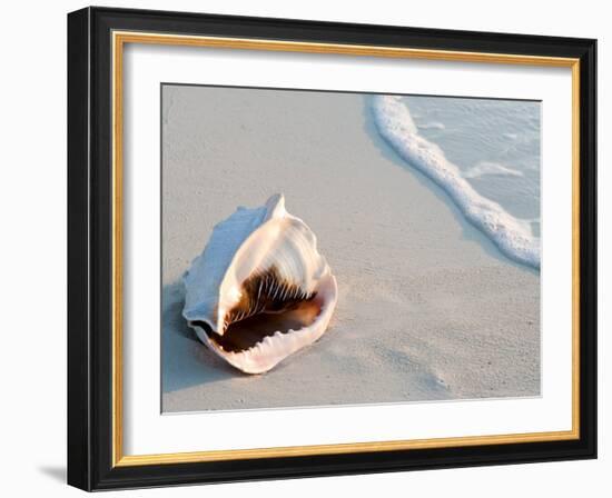 Conch Shell At Sunset, St. Martin, Caribbean-Michael DeFreitas-Framed Photographic Print