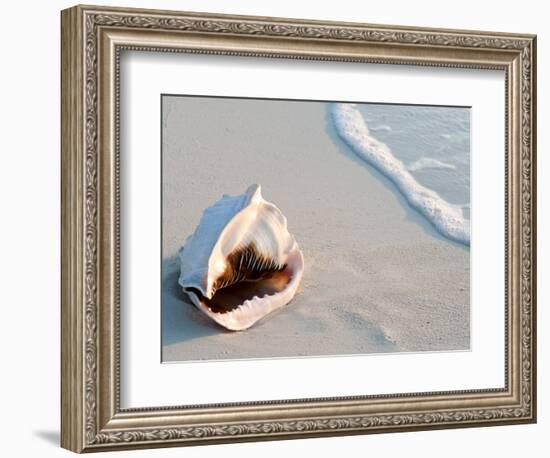 Conch Shell At Sunset, St. Martin, Caribbean-Michael DeFreitas-Framed Photographic Print