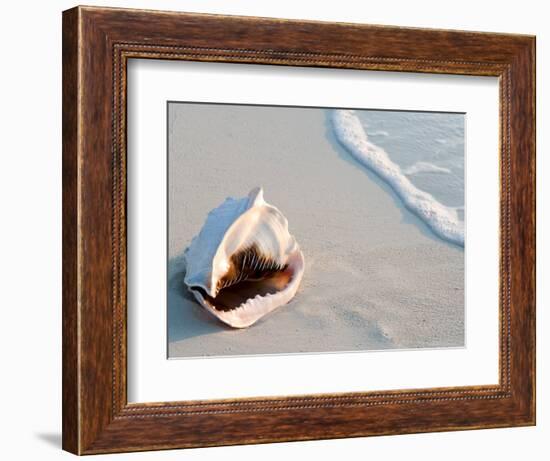 Conch Shell At Sunset, St. Martin, Caribbean-Michael DeFreitas-Framed Photographic Print