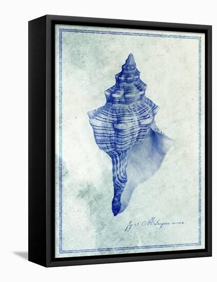 Conch Shell B-GI ArtLab-Framed Premier Image Canvas