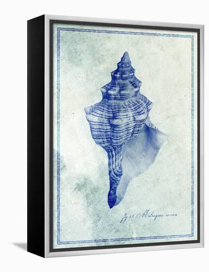 Conch Shell B-GI ArtLab-Framed Premier Image Canvas