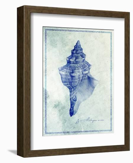 Conch Shell B-GI ArtLab-Framed Giclee Print