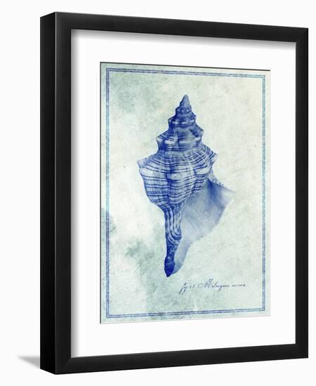 Conch Shell B-GI ArtLab-Framed Giclee Print