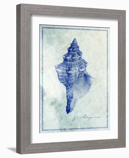 Conch Shell B-GI ArtLab-Framed Giclee Print