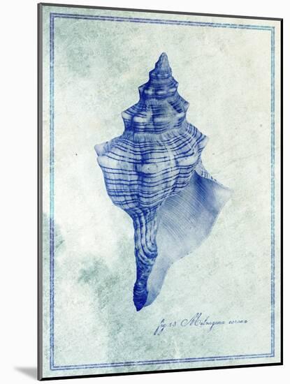 Conch Shell B-GI ArtLab-Mounted Giclee Print