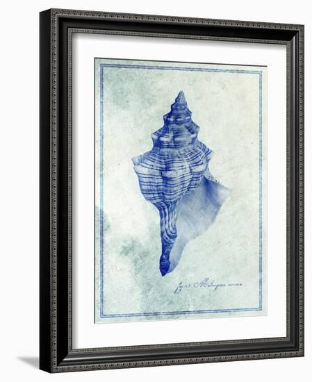 Conch Shell B-GI ArtLab-Framed Giclee Print