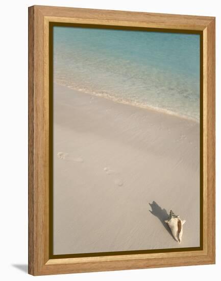 Conch Shell on Grace Bay Beach, Providenciales, Turks and Caicos Islands, West Indies, Caribbean-Kim Walker-Framed Premier Image Canvas