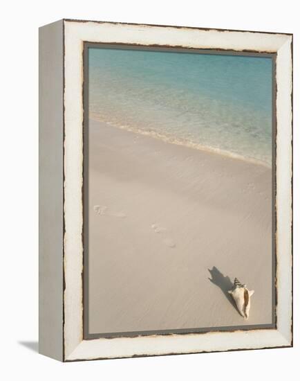 Conch Shell on Grace Bay Beach, Providenciales, Turks and Caicos Islands, West Indies, Caribbean-Kim Walker-Framed Premier Image Canvas