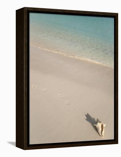 Conch Shell on Grace Bay Beach, Providenciales, Turks and Caicos Islands, West Indies, Caribbean-Kim Walker-Framed Premier Image Canvas