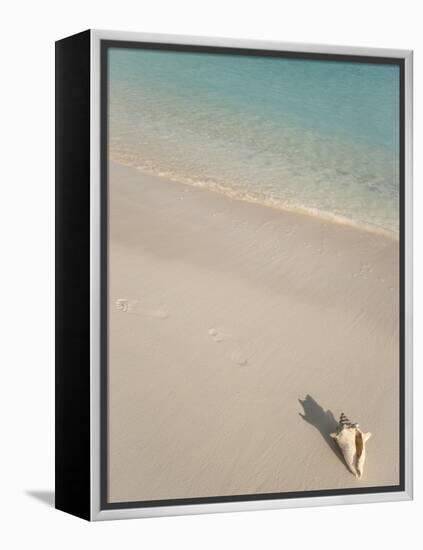 Conch Shell on Grace Bay Beach, Providenciales, Turks and Caicos Islands, West Indies, Caribbean-Kim Walker-Framed Premier Image Canvas