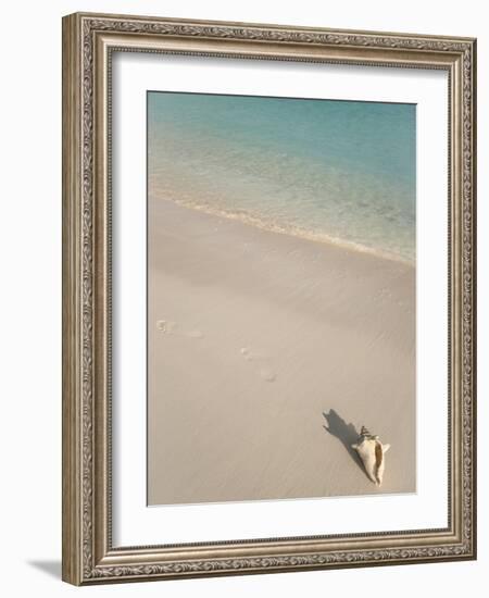 Conch Shell on Grace Bay Beach, Providenciales, Turks and Caicos Islands, West Indies, Caribbean-Kim Walker-Framed Photographic Print