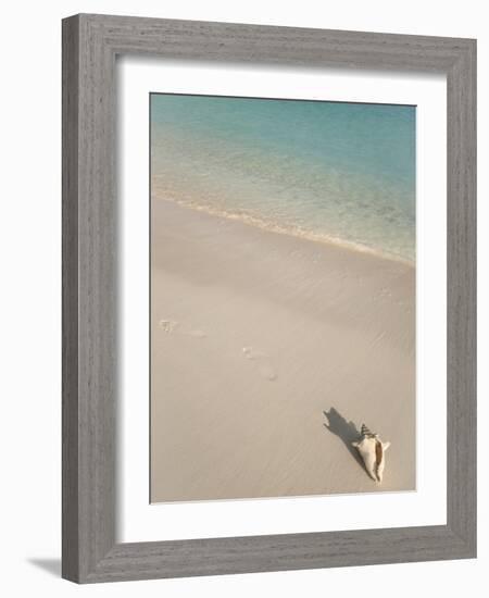 Conch Shell on Grace Bay Beach, Providenciales, Turks and Caicos Islands, West Indies, Caribbean-Kim Walker-Framed Photographic Print