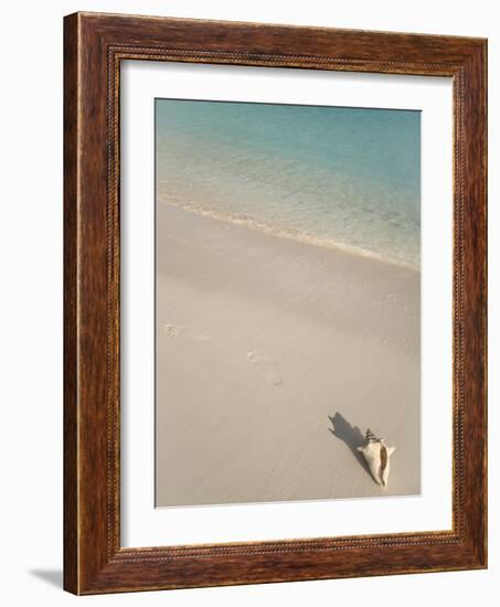 Conch Shell on Grace Bay Beach, Providenciales, Turks and Caicos Islands, West Indies, Caribbean-Kim Walker-Framed Photographic Print