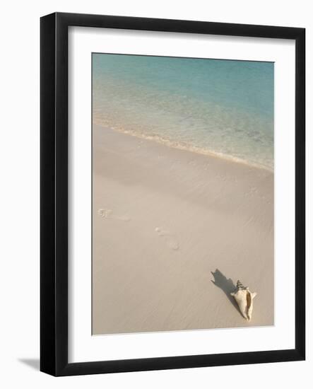 Conch Shell on Grace Bay Beach, Providenciales, Turks and Caicos Islands, West Indies, Caribbean-Kim Walker-Framed Photographic Print