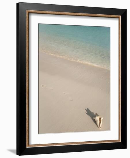 Conch Shell on Grace Bay Beach, Providenciales, Turks and Caicos Islands, West Indies, Caribbean-Kim Walker-Framed Photographic Print