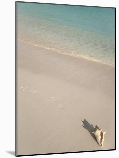 Conch Shell on Grace Bay Beach, Providenciales, Turks and Caicos Islands, West Indies, Caribbean-Kim Walker-Mounted Photographic Print