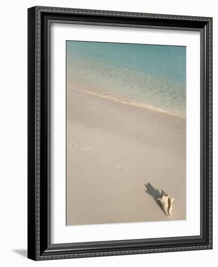 Conch Shell on Grace Bay Beach, Providenciales, Turks and Caicos Islands, West Indies, Caribbean-Kim Walker-Framed Photographic Print