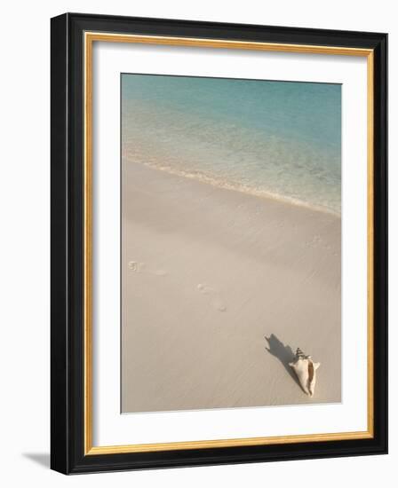 Conch Shell on Grace Bay Beach, Providenciales, Turks and Caicos Islands, West Indies, Caribbean-Kim Walker-Framed Photographic Print