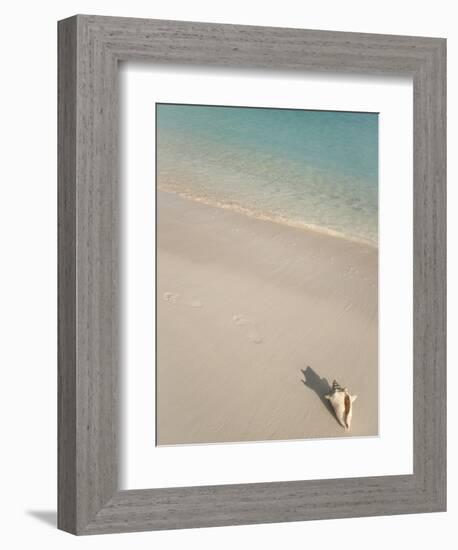 Conch Shell on Grace Bay Beach, Providenciales, Turks and Caicos Islands, West Indies, Caribbean-Kim Walker-Framed Photographic Print