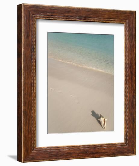 Conch Shell on Grace Bay Beach, Providenciales, Turks and Caicos Islands, West Indies, Caribbean-Kim Walker-Framed Photographic Print