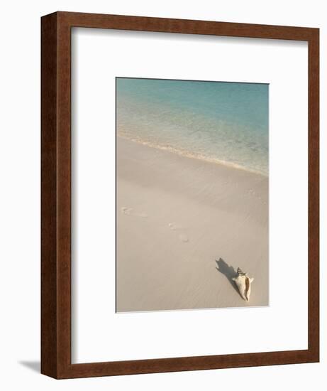 Conch Shell on Grace Bay Beach, Providenciales, Turks and Caicos Islands, West Indies, Caribbean-Kim Walker-Framed Photographic Print