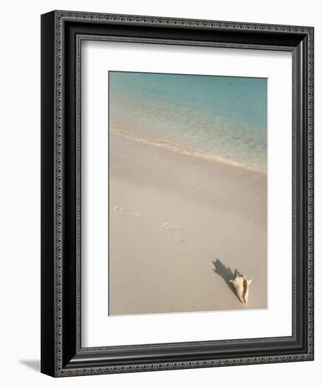 Conch Shell on Grace Bay Beach, Providenciales, Turks and Caicos Islands, West Indies, Caribbean-Kim Walker-Framed Photographic Print