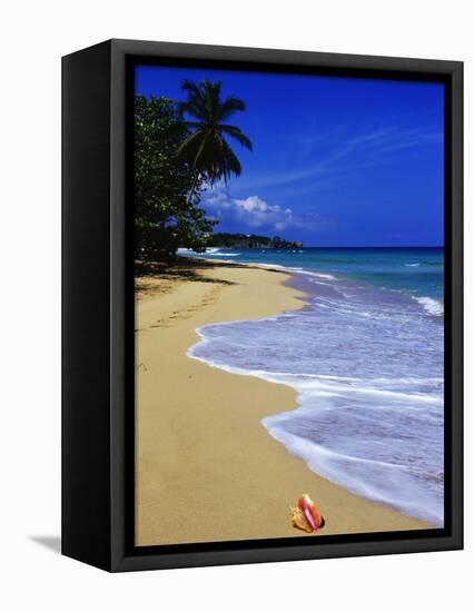 Conch Shell on Playa Grande Beach-Danny Lehman-Framed Premier Image Canvas