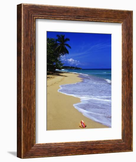 Conch Shell on Playa Grande Beach-Danny Lehman-Framed Photographic Print