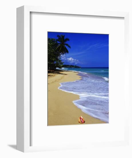 Conch Shell on Playa Grande Beach-Danny Lehman-Framed Photographic Print