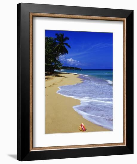 Conch Shell on Playa Grande Beach-Danny Lehman-Framed Photographic Print