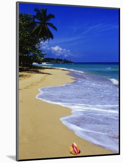 Conch Shell on Playa Grande Beach-Danny Lehman-Mounted Photographic Print