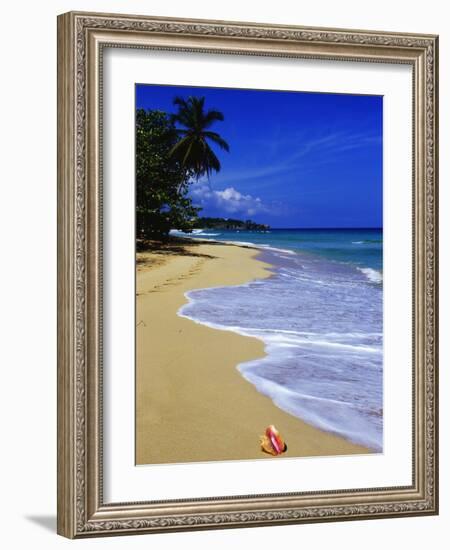 Conch Shell on Playa Grande Beach-Danny Lehman-Framed Photographic Print