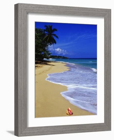 Conch Shell on Playa Grande Beach-Danny Lehman-Framed Photographic Print