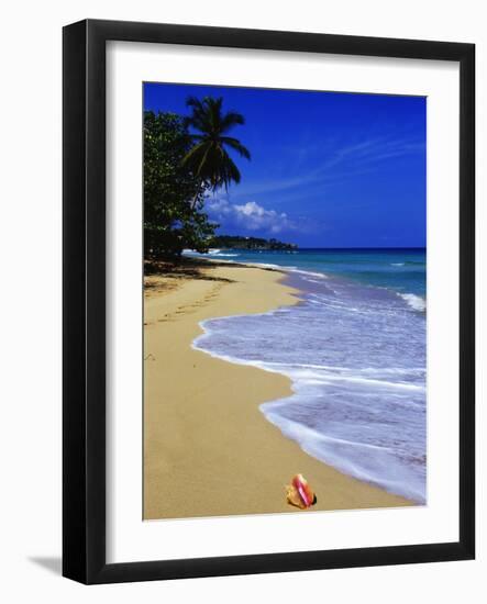 Conch Shell on Playa Grande Beach-Danny Lehman-Framed Photographic Print