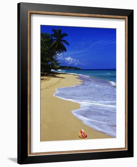 Conch Shell on Playa Grande Beach-Danny Lehman-Framed Photographic Print