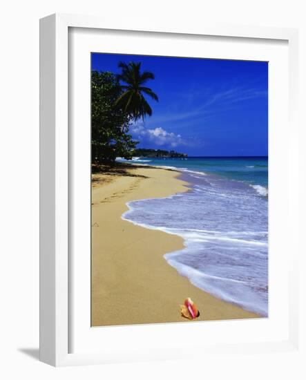 Conch Shell on Playa Grande Beach-Danny Lehman-Framed Photographic Print