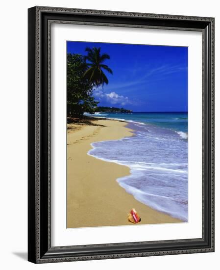 Conch Shell on Playa Grande Beach-Danny Lehman-Framed Photographic Print